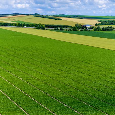 Agriculture de précision. Le drone au service du phénotypage haut débit.